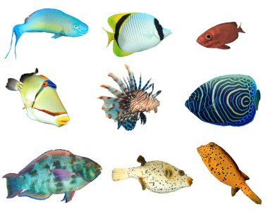 Beyaz zemin üzerinde izole edilmiş tropikal balık grubu