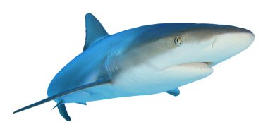 Beyaz arkaplanda köpekbalığı izole edildi