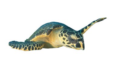 Beyaz arkaplanda izole edilmiş tek kaplumbağa portresi