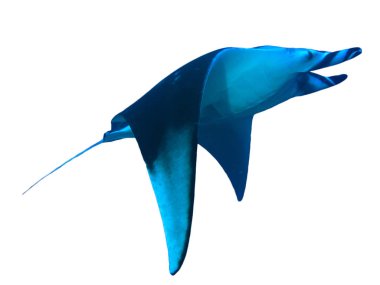 Manta ışını beyaz arkaplanda izole edildi