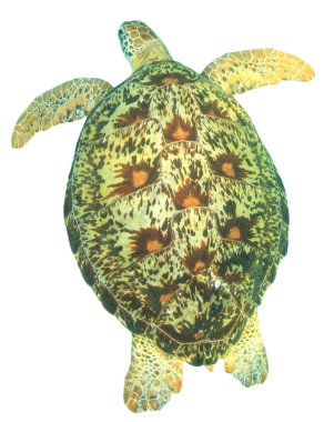 Beyaz arkaplanda izole edilmiş tek kaplumbağa portresi