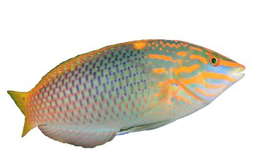 Yeşil Wrasse ve Thalassoma Lunare beyaz arka planda izole edilmiştir.