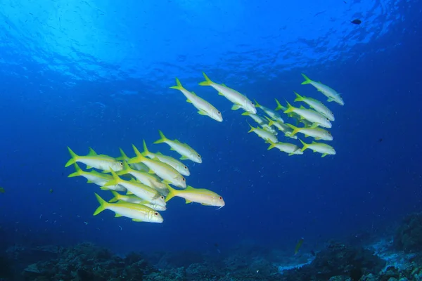 School of fish in deep water. Underwater life.