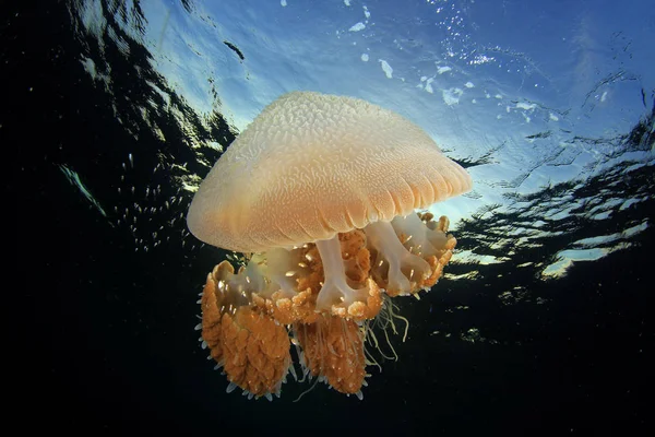 Small Tender Jellyfish Closeup View — Stock Photo, Image
