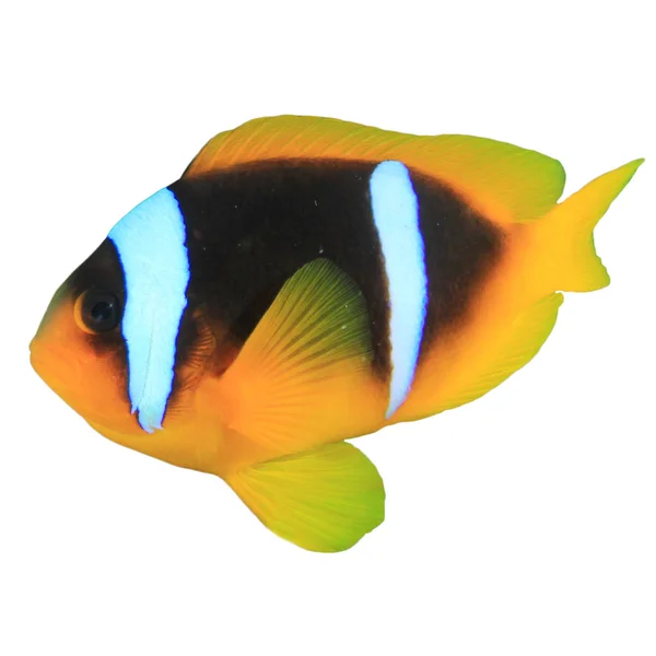 Ocellaris Clownfish Amphiprion Ocellaris Terisolasi Pada Latar Belakang Putih — Stok Foto