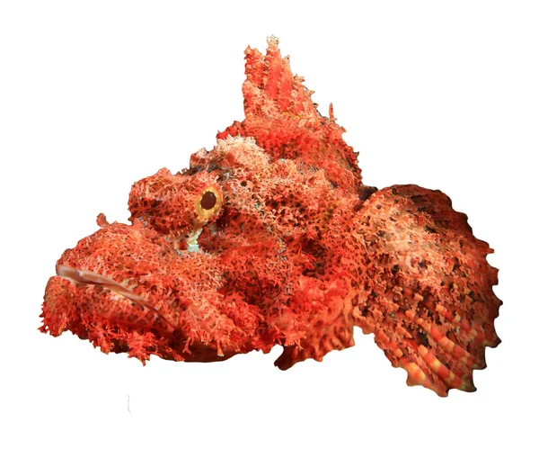 Sharp Scorpionfish Isolated White Background — 스톡 사진