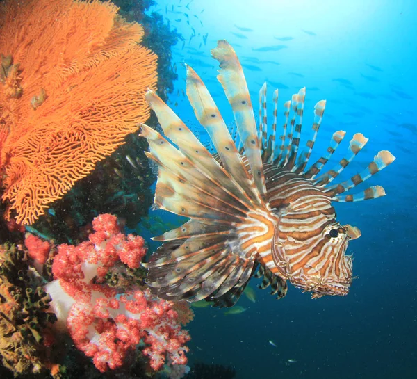 魚や美しいサンゴ礁 水中生活 — ストック写真