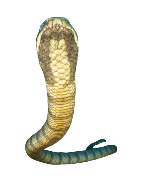 Serpent Mer Isolé Sur Fond Blanc Serpent Aquatique — Photo