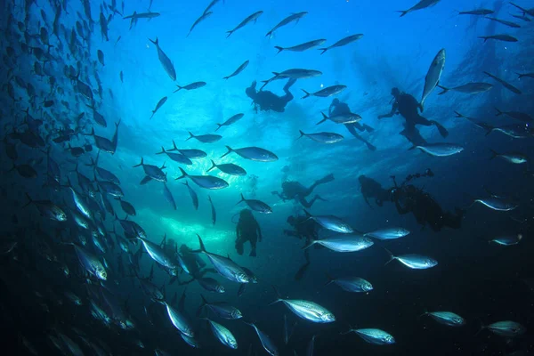 Силуэты Дайверов Рыбой Вокруг Подводная Жизнь — стоковое фото
