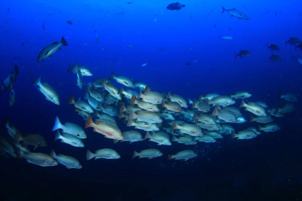 Fischschwärme Tiefblauen Wasser — Stockfoto