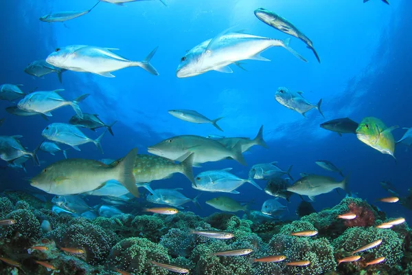 Рыбы Плавают Дне Разноцветного Рифа — стоковое фото