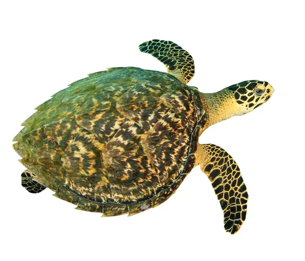 Beyaz arkaplanda izole edilmiş tek kaplumbağa portresi