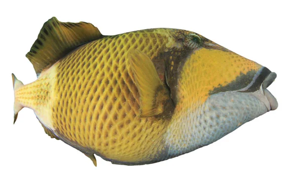 Portret Triggerfish Izolowany Białym Tle — Zdjęcie stockowe