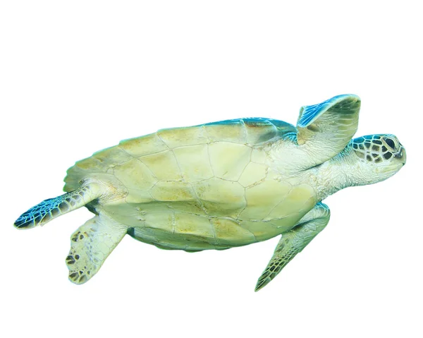 白色背景上孤立的单只海龟的肖像 — 图库照片