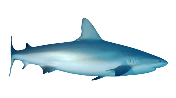 Žralok Izolovaný Bílém Pozadí — Stock fotografie