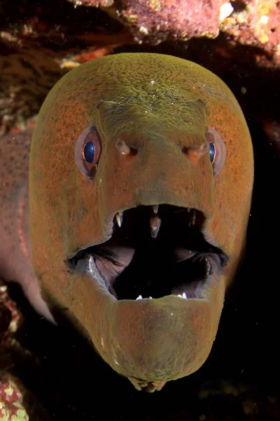 Vaarallinen Kalan Muotokuva Vedenalainen Elämä — kuvapankkivalokuva