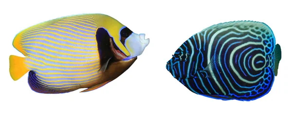 Listrado Colorido Imperador Angelfish Isolado Sobre Fundo Branco — Fotografia de Stock