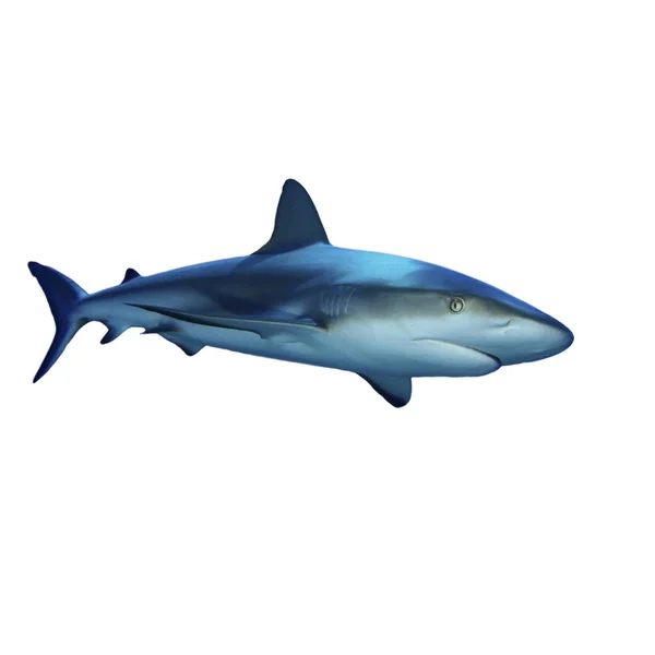 Shark Isolated White Background — Stock Photo, Image