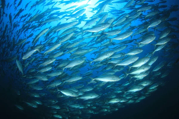 Fischschwärme Tiefblauen Wasser Unterwasserleben — Stockfoto
