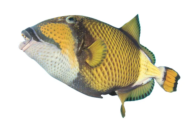 Triggerfish Close Portret Geïsoleerd Witte Achtergrond — Stockfoto