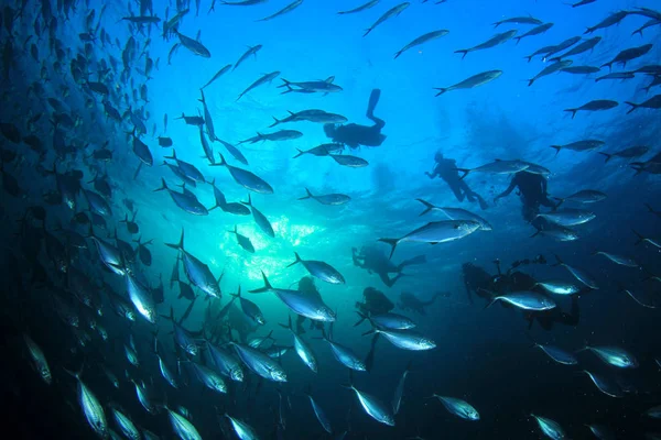 Silhouetten Von Tauchern Mit Fischen Herum Unterwasserleben — Stockfoto