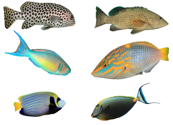 Gruppe Tropischer Fische Isoliert Auf Weißem Hintergrund — Stockfoto