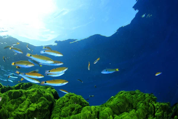 Vissen Zwemmen Bodem Van Kleurrijke Riffen — Stockfoto