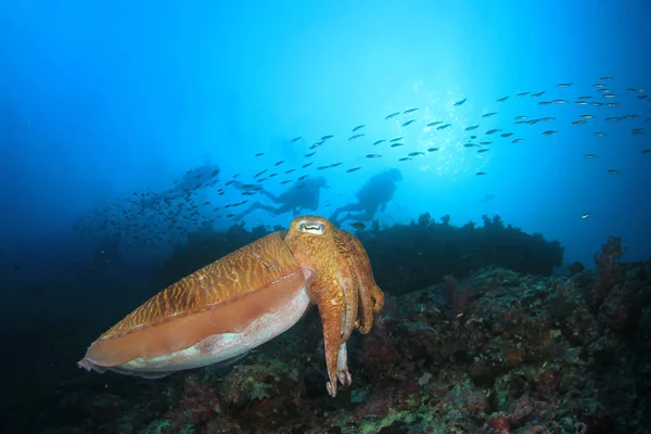 イカのクローズアップビュー 水中生活 — ストック写真