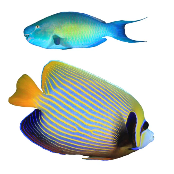 Parrotfish Emperor Angelfish Isolated White Background — 스톡 사진