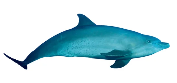 Fehér Alapon Izolált Egyetlen Delfin — Stock Fotó