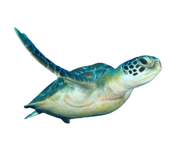 Portrait Single Turtle Isolated White Background — 스톡 사진