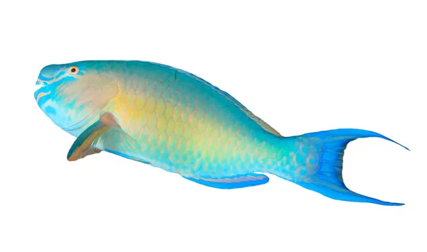 Colourful Scarus Vetula Queen Parrotfish White Background — 스톡 사진