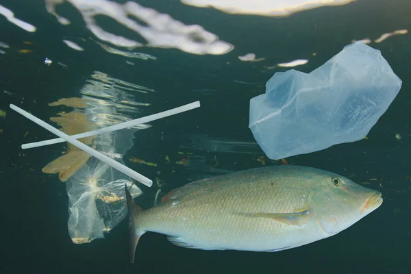 Kala Joukossa Erilaisia Muovia Roskakoriin Merivedessä Maailmanlaajuinen Saastuminen Katastrofi — kuvapankkivalokuva