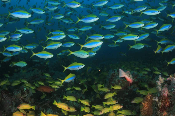 Fish Swimming Bottom Colourful Reef — Stock Photo, Image