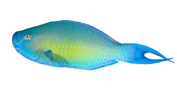 Parrotfish Tropical Fish Portrait Isolated White Background — 스톡 사진