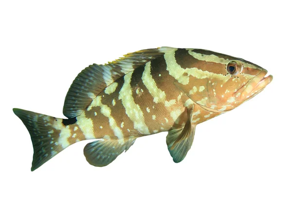 Tiger Grouper Fisk Isolerad Vit Bakgrund — Stockfoto