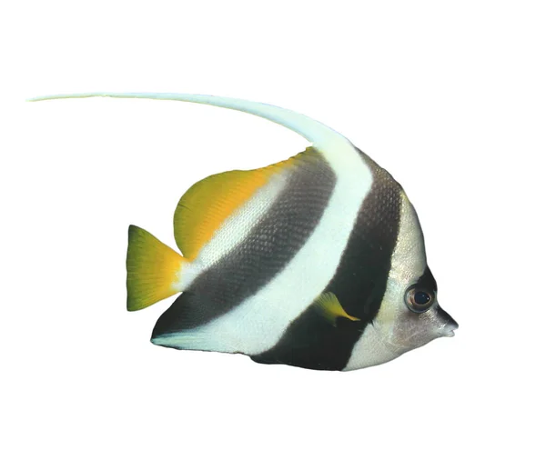 Pennant Korallhal Zátony Bannerfish Vagy Kocsis — Stock Fotó