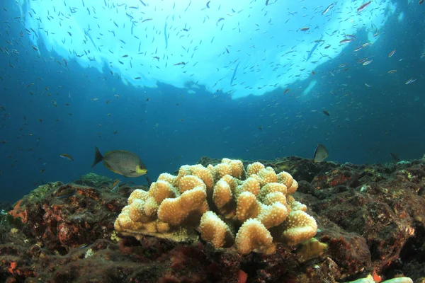 Peixes Recifes Coral Coloridos Vida Subaquática — Fotografia de Stock