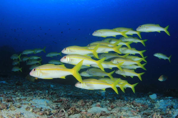 Школа Рыб Глубокой Голубой Воде Подводная Жизнь — стоковое фото