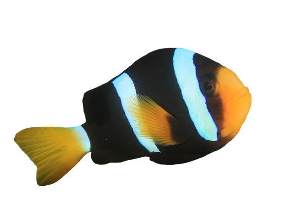 Small Clownfish Portrait Isolated White Background — Stock Photo, Image
