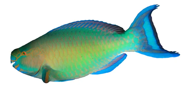 Цветная Рыба Попугай Белом Фоне — стоковое фото