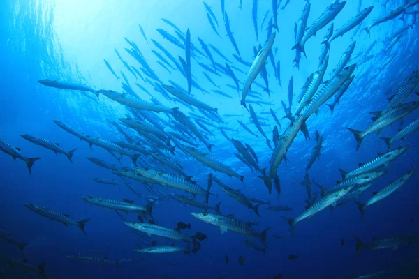 Fischschwärme Tiefblauen Wasser Unterwasserleben — Stockfoto