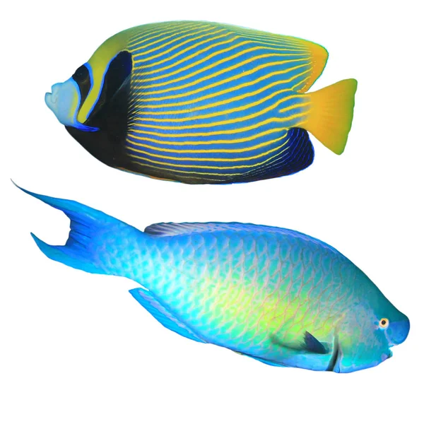 Parrotfish Emperor Angelfish Isolated White Background — 스톡 사진