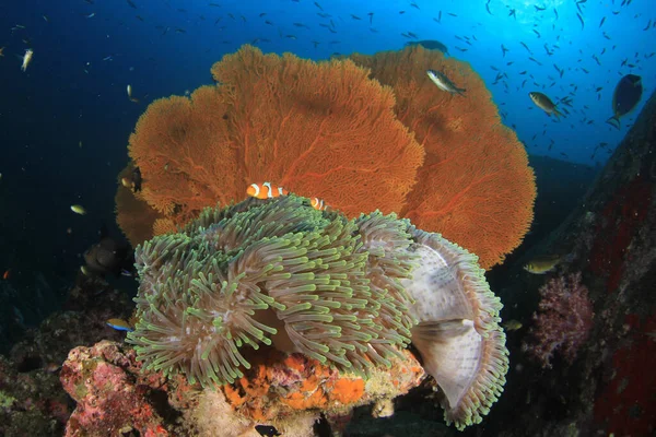 カラフルなサンゴ礁の底で泳ぐ魚 — ストック写真