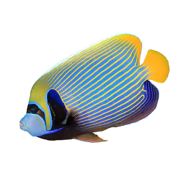 Emperor Angelfish Colourful Striped Fish Isolated White Background — 스톡 사진