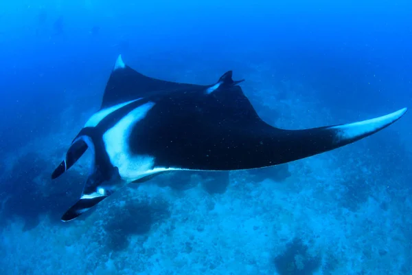 Randig Manta Ray Blått Vatten — Stockfoto