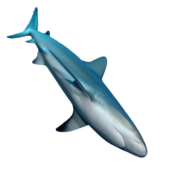 Rekin Odizolowany Białym Tle — Zdjęcie stockowe