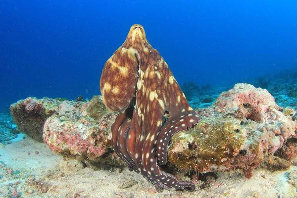 サンゴ礁で巨大なタコ — ストック写真