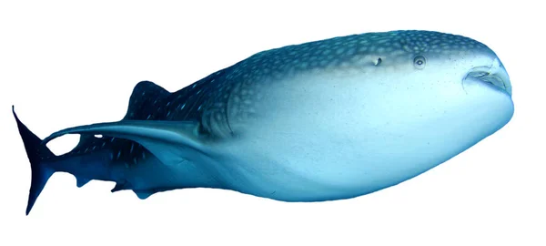 Fehér Alapon Izolált Cápa — Stock Fotó