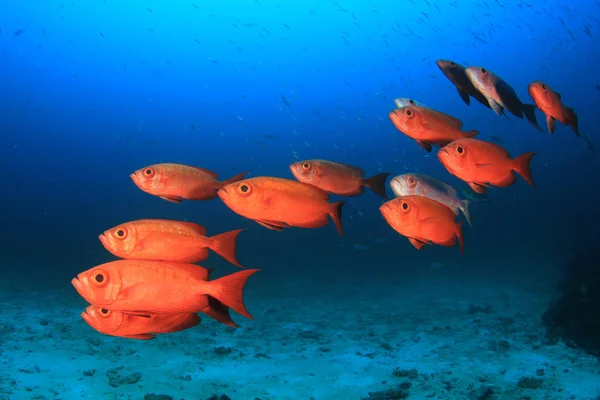 Fiskstim Djupblått Vatten Undervattensliv — Stockfoto